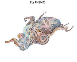 Octopus vulgaris