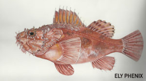 Scorpaena scrofa