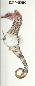 Hippocampus guttulatus