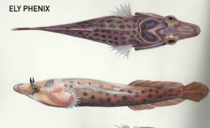 Lepadogaster lepadogaster lepadogaster